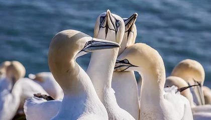 肥城伴游，定制QQ：3494206190微信：act1322