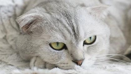 肥城伴游，定制QQ：3494206190微信：act1322